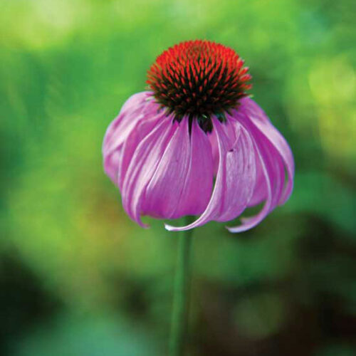 Herbal Antibiotics: An Effective Defense Against Drug-Resistant ‘Superbugs’